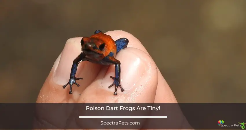 A poison dart frog as small as my finger nails