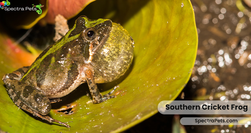 Southern-Cricket-Frog
