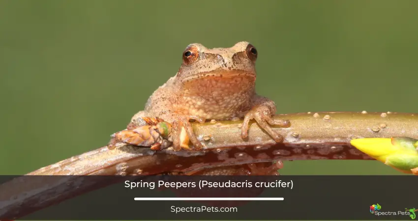 Spring Peepers Pseudacris crucifer