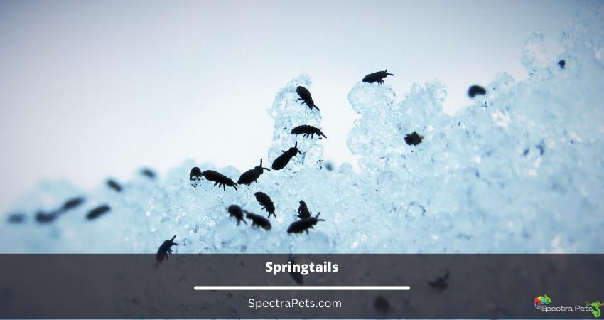 Springtails