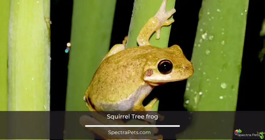 Squirrel tree frog