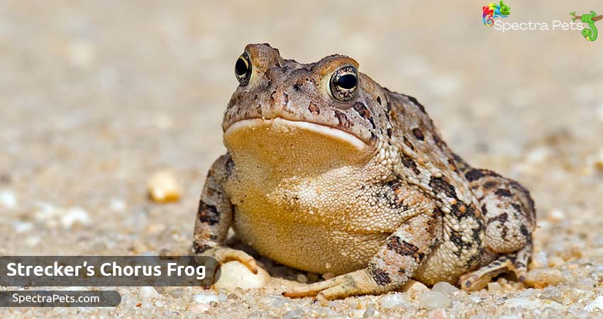 Strecker’s Chorus Frog