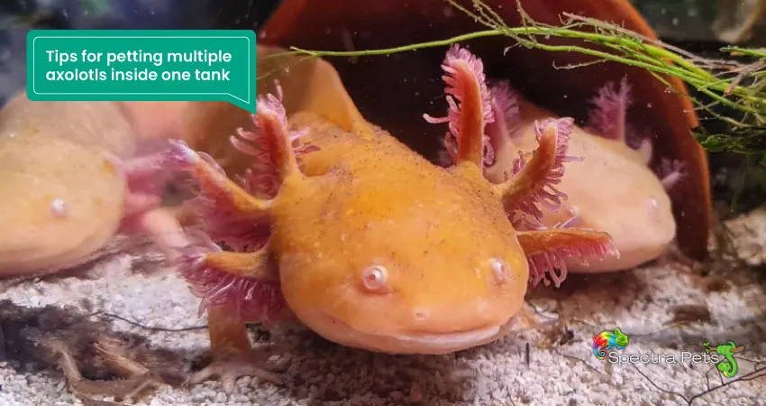 Tips for petting multiple axolotls inside one tank