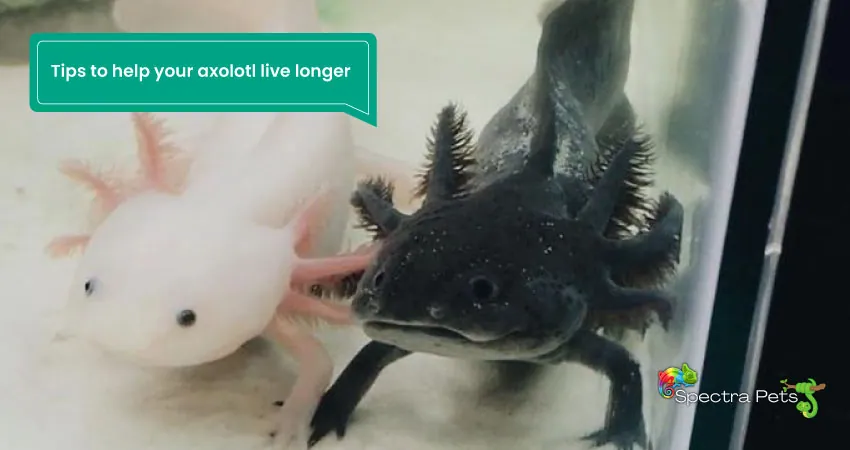 Tips to help your axolotl live longer