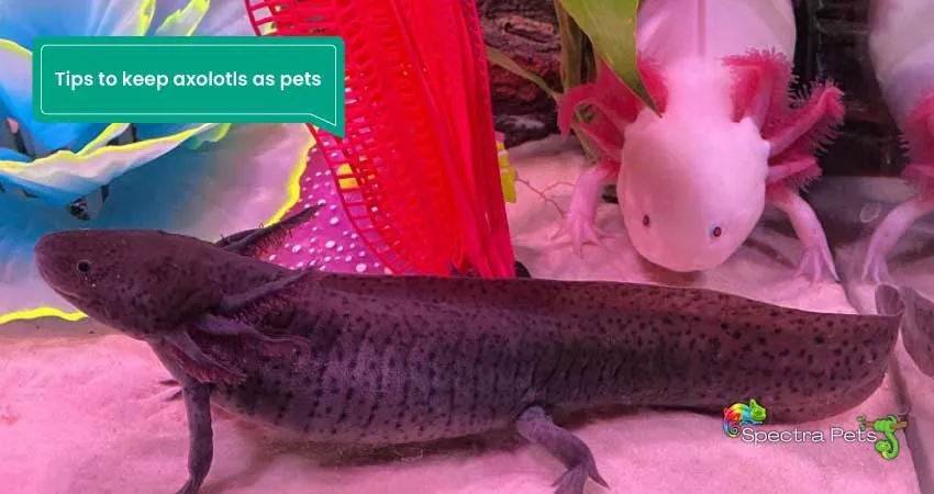 Tips to keep axolotls as pets