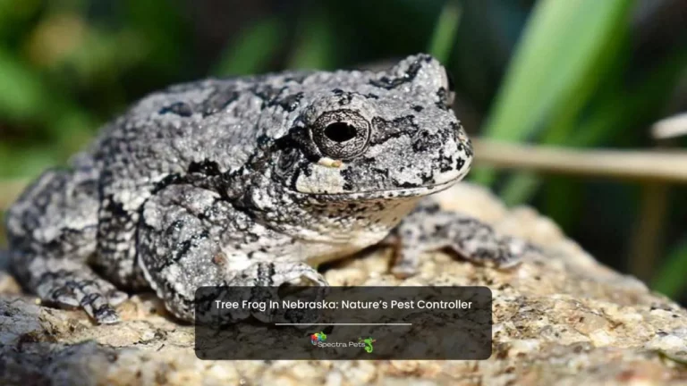 Tree frog in Nebraska: Nature’s pest controller