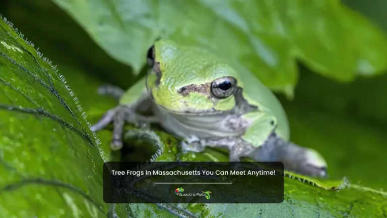 Tree frogs in Massachusetts you can meet anytime!