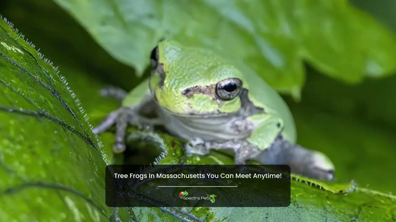 Tree Frogs In Massachusetts You Can Meet Anytime!