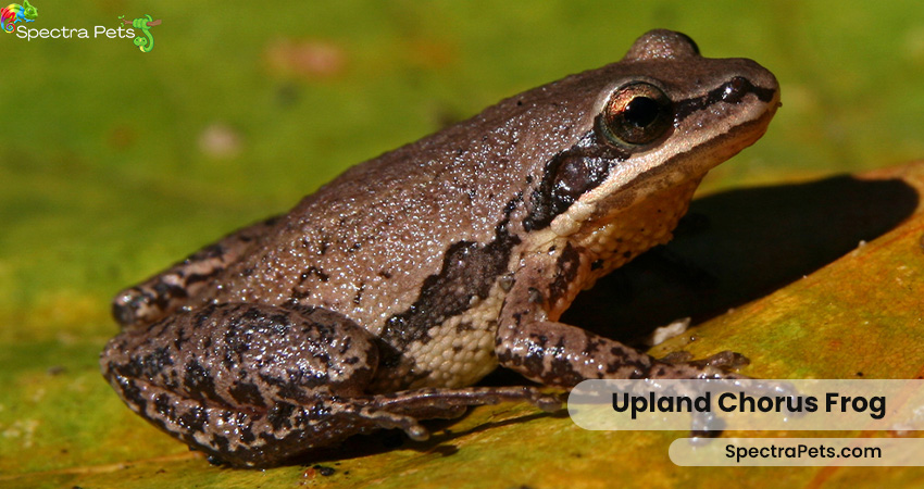 Upland-Chorus-Frog