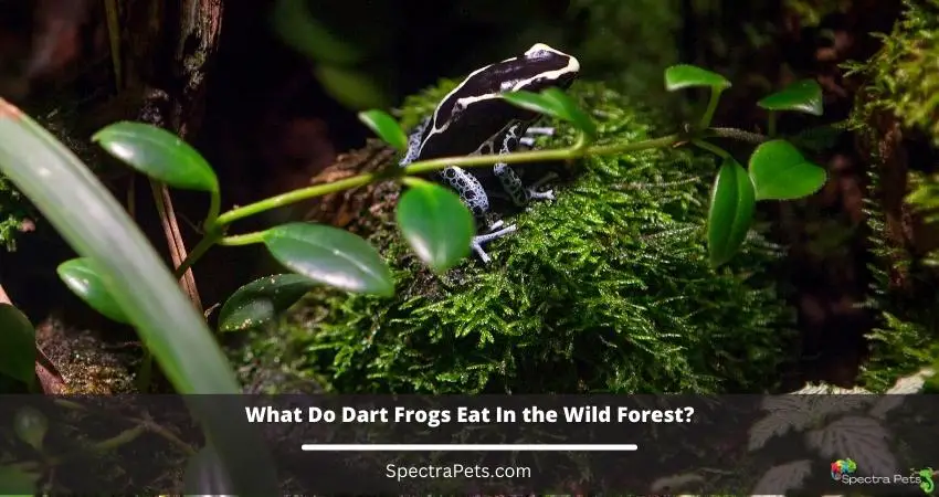 What Do Dart Frogs Eat In the Wild Forest