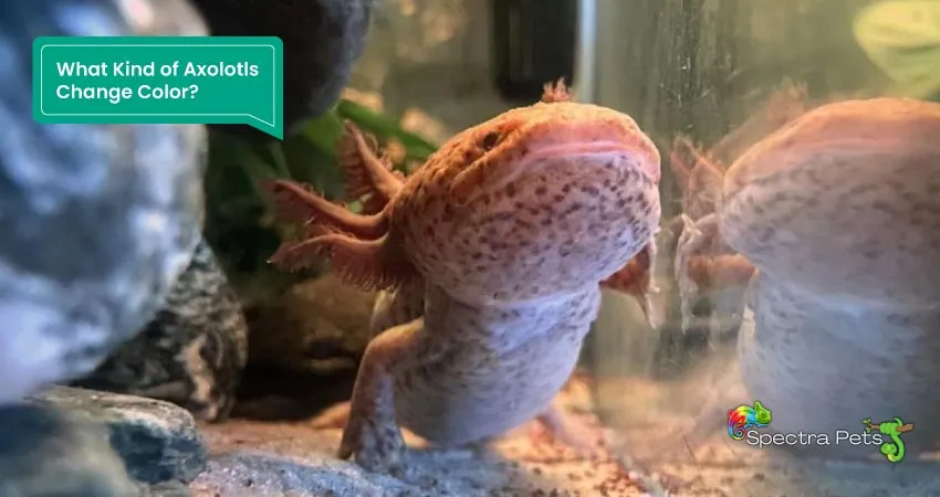 What Kind of Axolotls Change Color