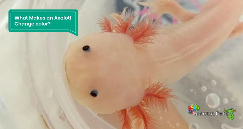 What Makes an Axolotl Change color