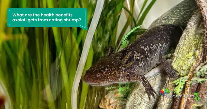 What are the health benefits axolotl gets from eating shrimp