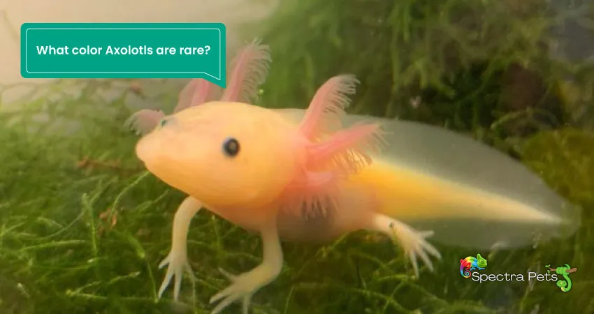 What color Axolotls are rare