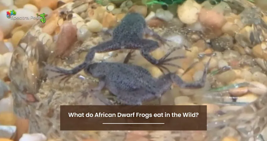 What do African Dwarf Frogs eat in the Wild