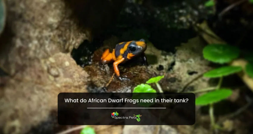 What do African Dwarf Frogs need in their tank