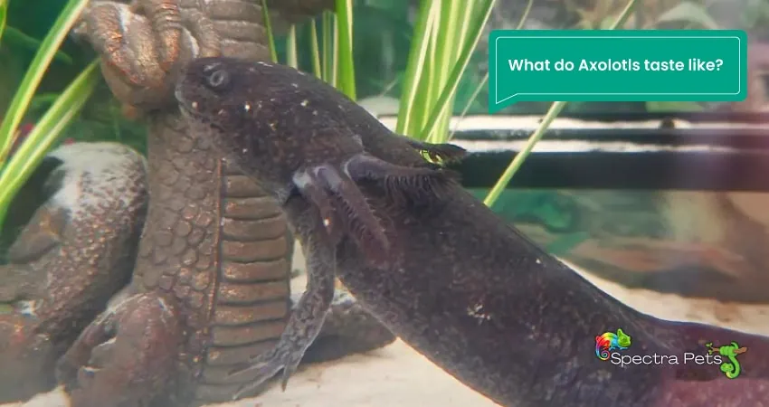 What do Axolotls taste like