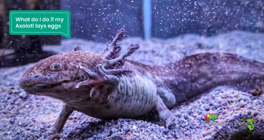 What do I do if my Axolotl lays eggs