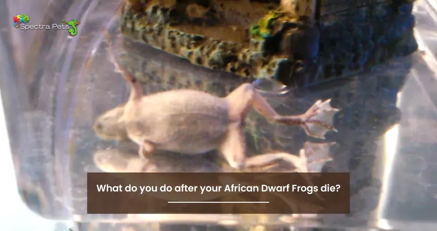 What do you do after your African Dwarf Frogs die