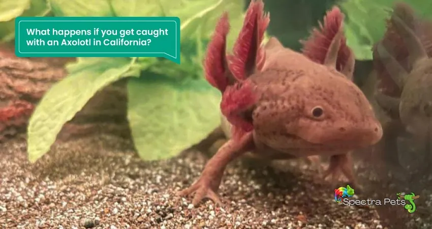 What happens if you get caught with an Axolotl in California