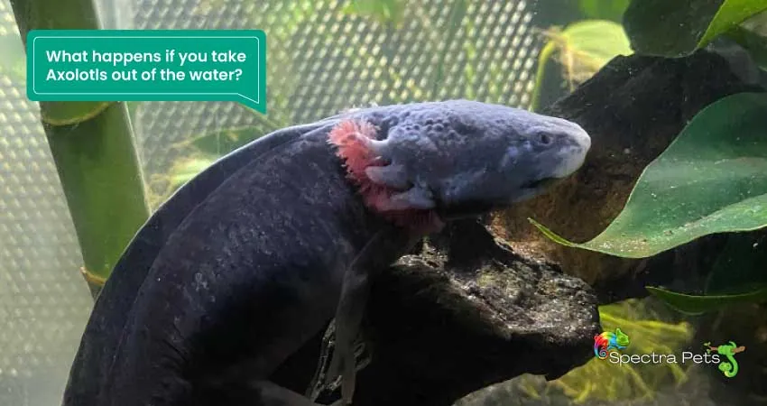 What happens if you take Axolotls out of the water