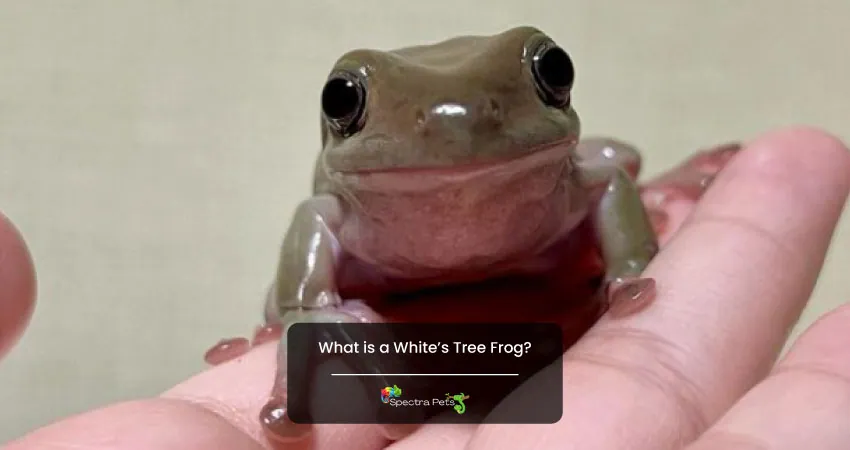 What is a Whites Tree Frog