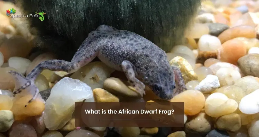 What is the African Dwarf Frog