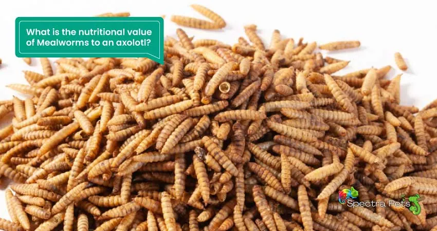 What is the nutritional value of Mealworms to an