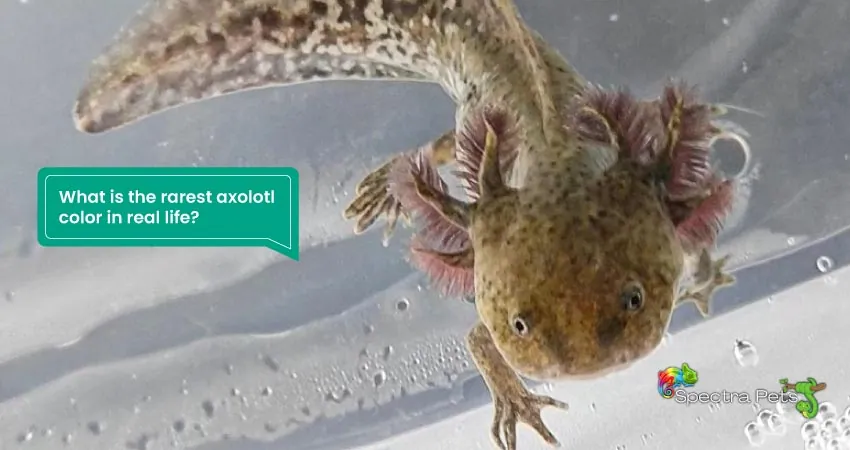 What is the rarest axolotl color in real life