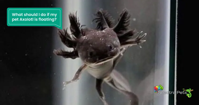 What should I do if my pet Axolotl is floating