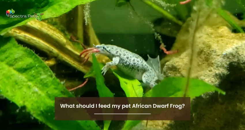 What should I feed my pet African Dwarf Frog