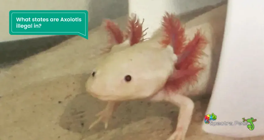 What states are Axolotls illegal in