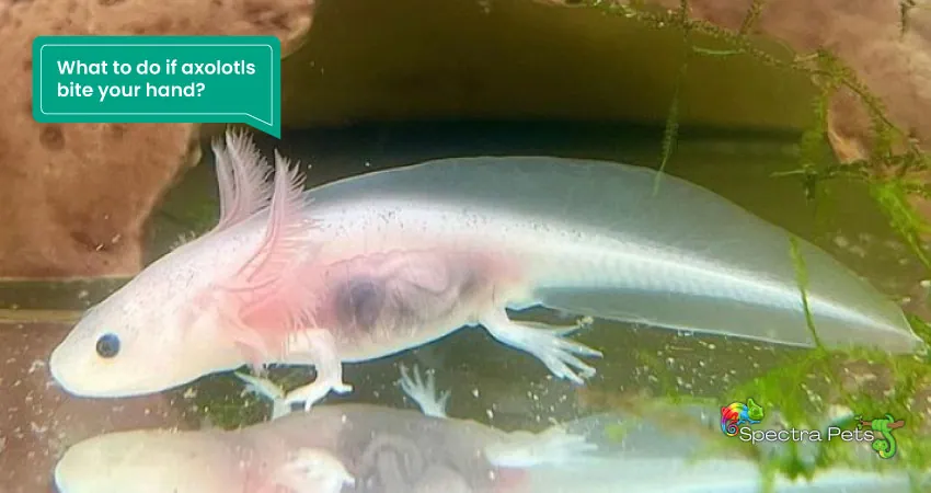 What to do if axolotls bite your hand