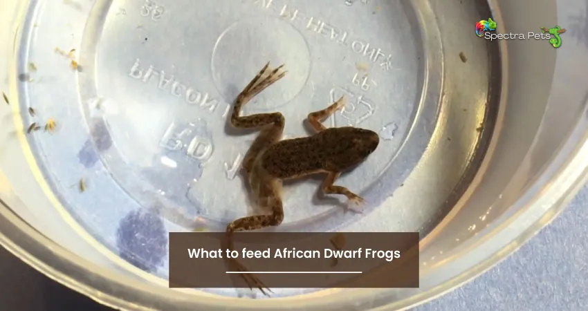 What To Feed African Dwarf Frogs