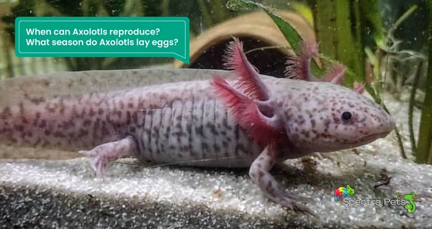 When can Axolotls reproduce What season do Axolotls lay eggs