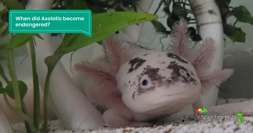 When did Axolotls become endangered