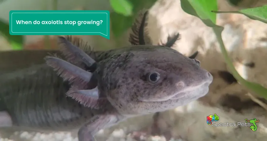 When do axolotls stop growing