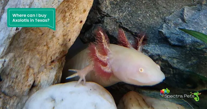 Where can I buy Axolotls in