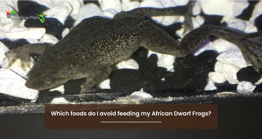 Which foods do I avoid feeding my African Dwarf Frogs