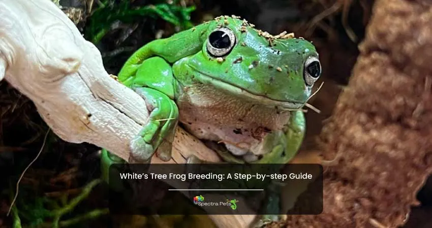 Whites Tree Frog Breeding A Step by step Guide