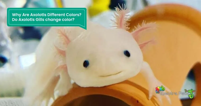 Why Are Axolotls Different Colors Do Axolotls Gills change color