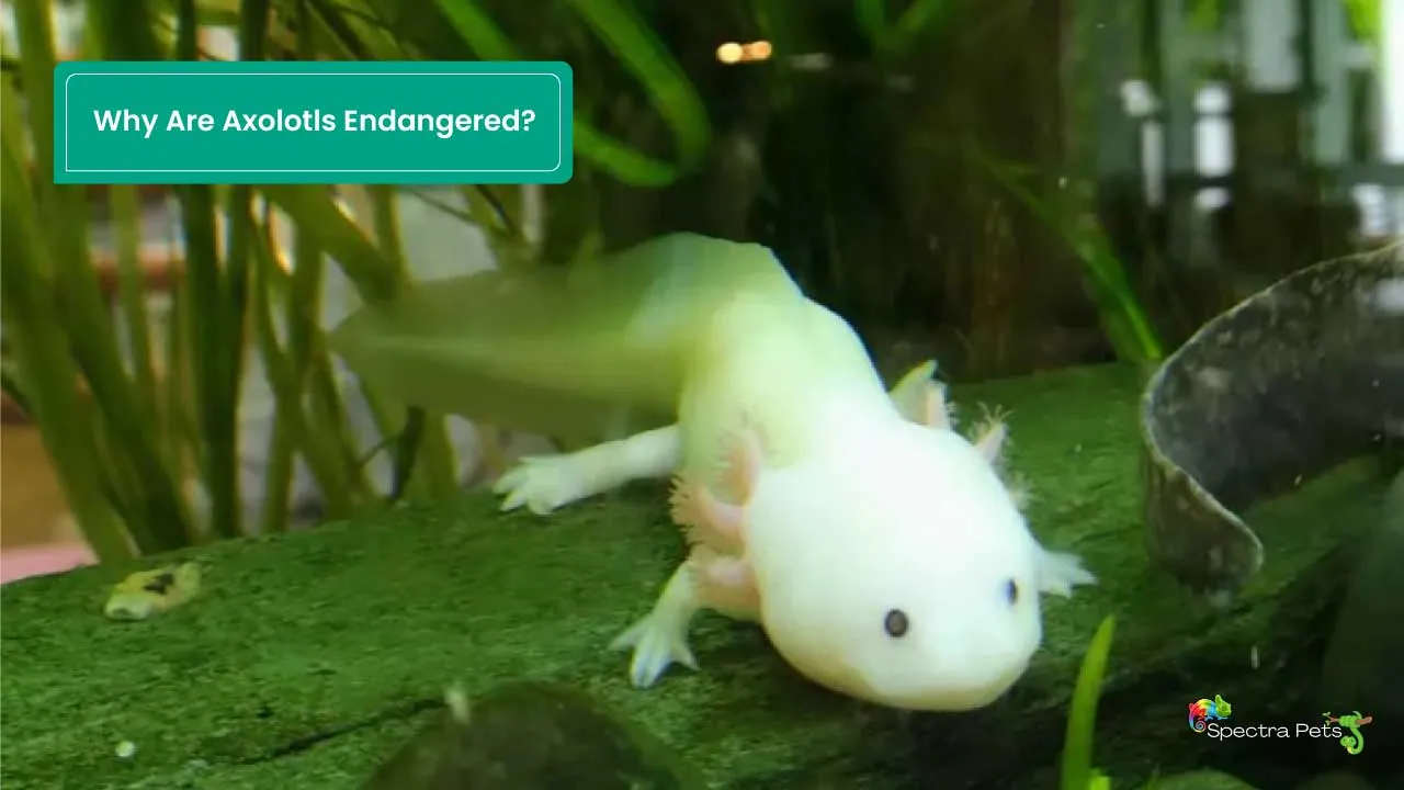 Why Are Axolotls Endangered?