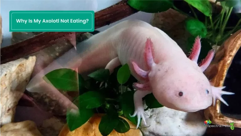 Why Is My Axolotl Not Eating? [14 Possible Reasons]