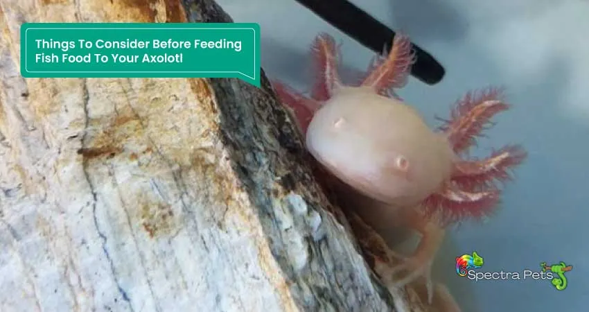 Why are Axolotls illegal in some states