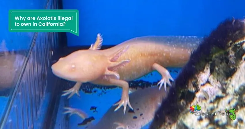 Why are Axolotls illegal to own in California