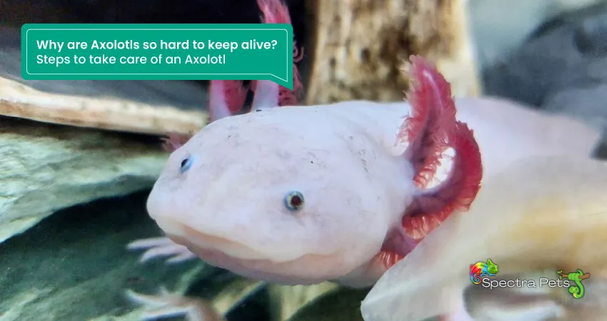 Why are Axolotls so hard to keep alive