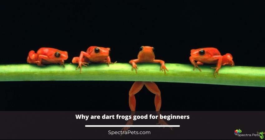 Why are dart frogs good for beginners