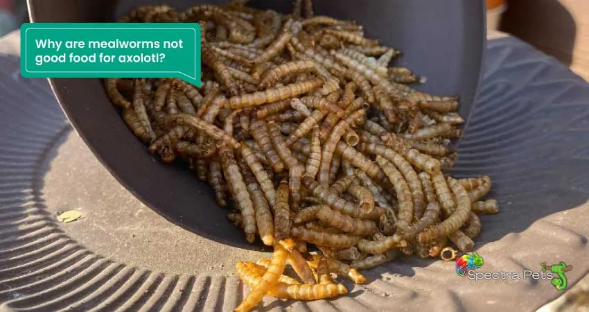 Why are mealworms not good food for