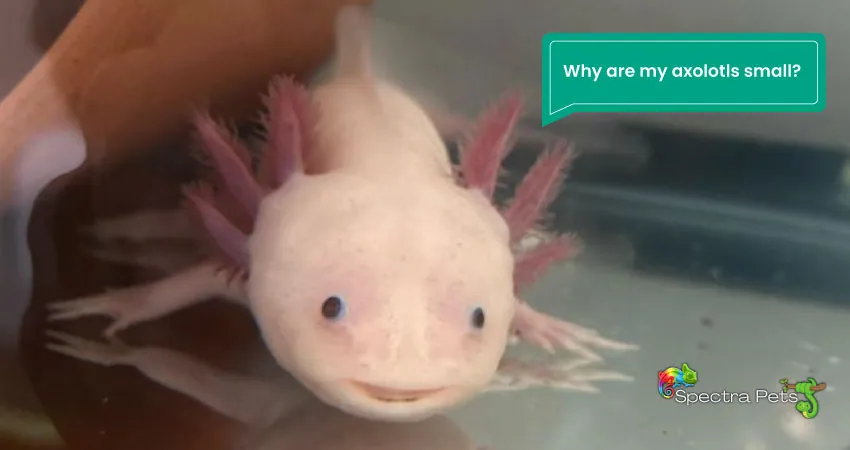 Why are my axolotls small