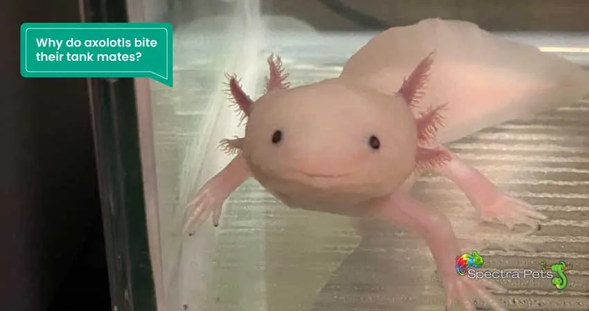 Why do axolotls bite their tank mates